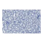 Merck Anti-MLKL Antibody, clone 3F13, ZooMAb Rabbit Monoclonal