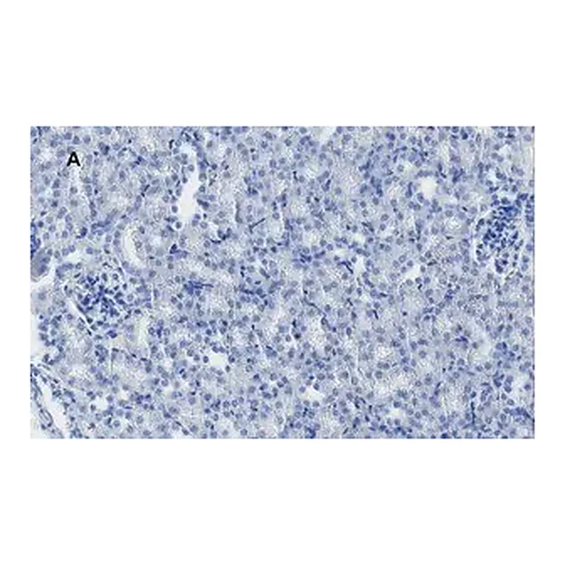 Merck Anti-MLKL Antibody, clone 3F13, ZooMAb Rabbit Monoclonal