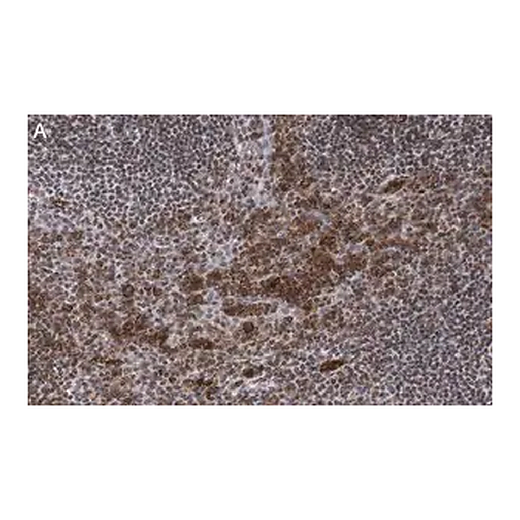 Merck Anti-Caspase-1 p10 Antibody, clone 9H11 ZooMAb Rabbit Monoclonal