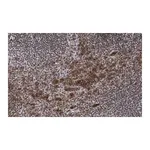Merck Anti-Caspase-1 p10 Antibody, clone 9H11 ZooMAb Rabbit Monoclonal
