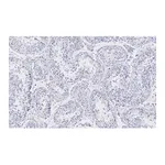 Merck Anti-Golgin-97 Antibody, clone 4K16, ZooMAb Rabbit Monoclonal
