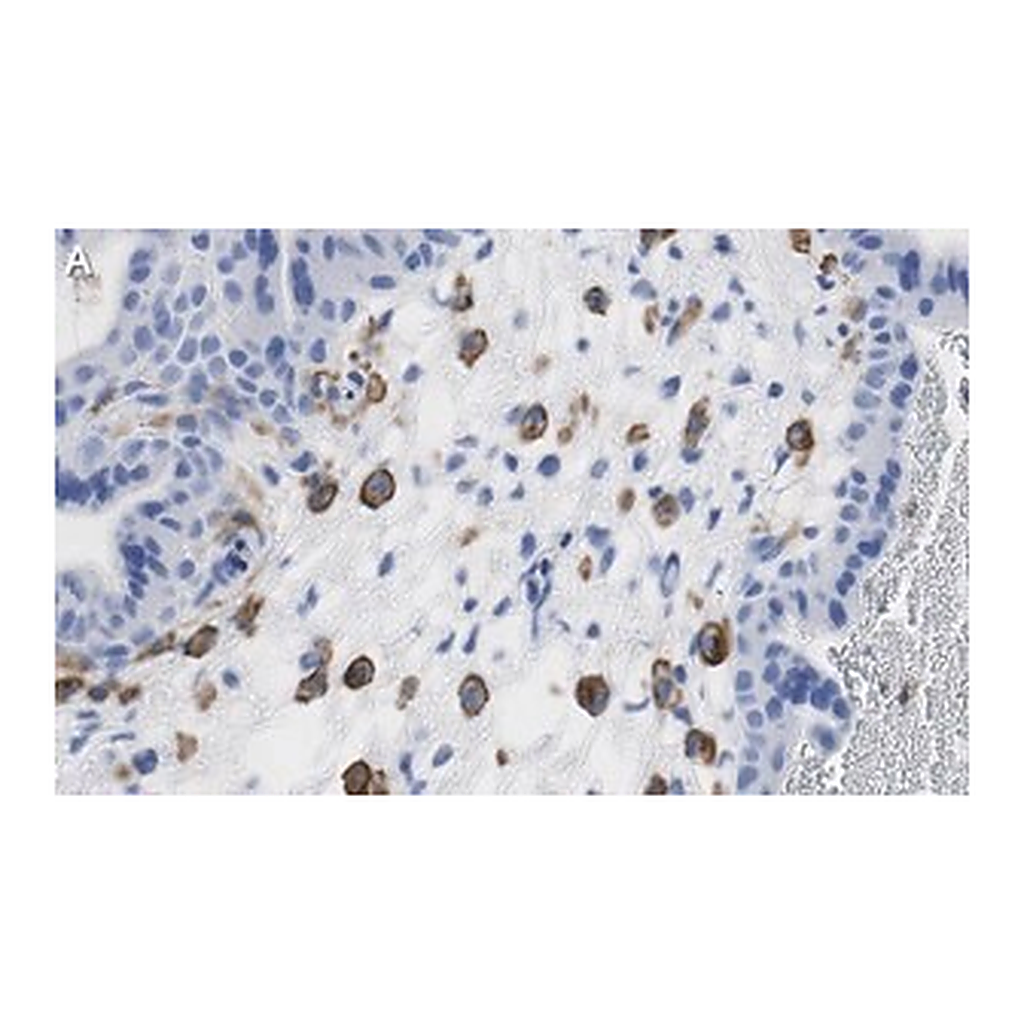 Merck Anti-FCGR2B/CD32 Antibody, clone 3G17 ZooMAb Rabbit Monoclonal