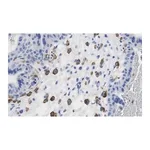 Merck Anti-FCGR2B/CD32 Antibody, clone 3G17 ZooMAb Rabbit Monoclonal