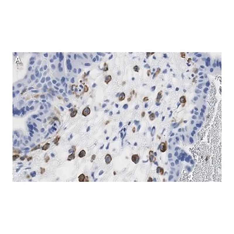 Merck Anti-FCGR2B/CD32 Antibody, clone 3G17 ZooMAb Rabbit Monoclonal