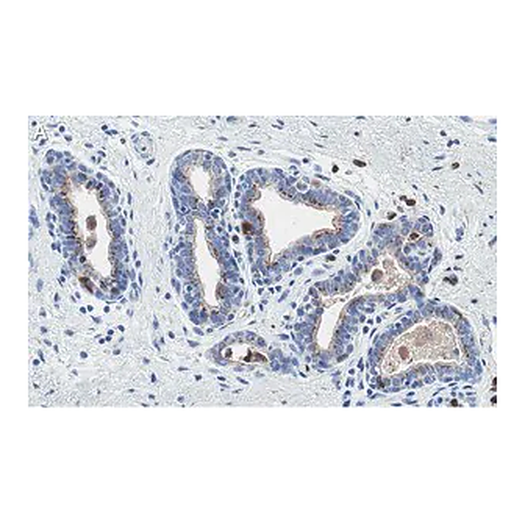 Merck Anti-PTEN Antibody, clone 6B12 ZooMAb Rabbit Monoclonal