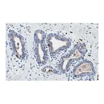 Merck Anti-PTEN Antibody, clone 6B12 ZooMAb Rabbit Monoclonal
