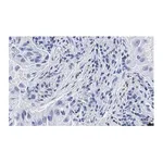 Merck Anti-uPAR Antibody, clone 2G10 , ZooMAb Rabbit Monoclonal