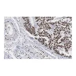 Merck Anti-Nanog Antibody, clone 4C17 ZooMAb Rabbit Monoclonal