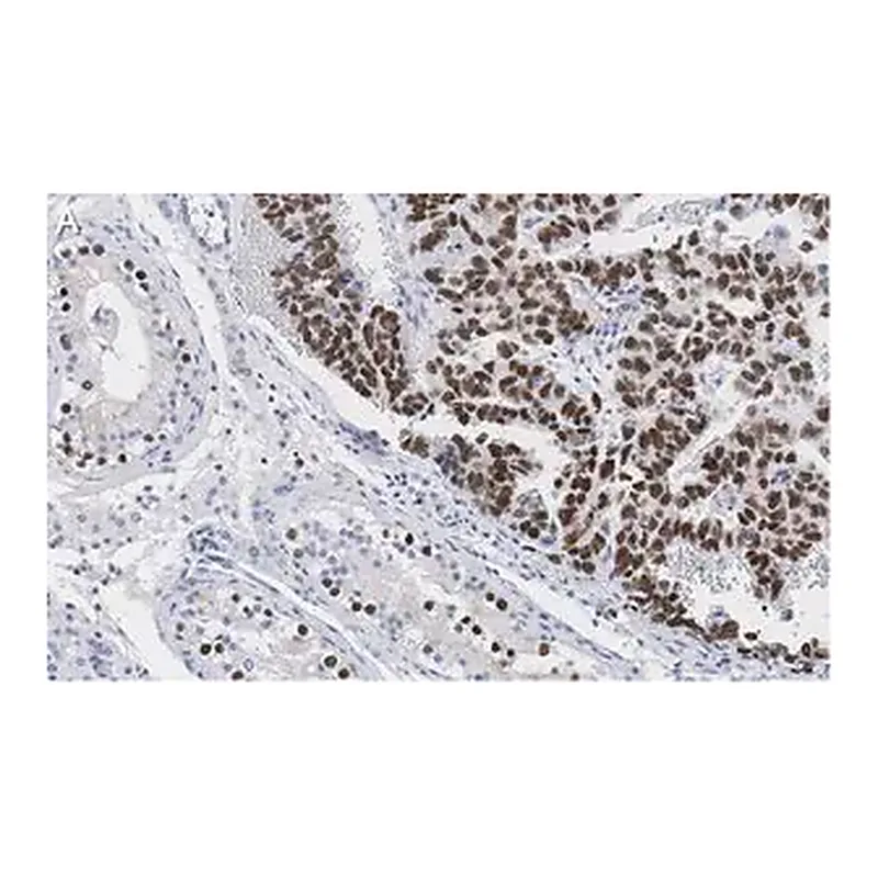 Merck Anti-Nanog Antibody, clone 4C17 ZooMAb Rabbit Monoclonal