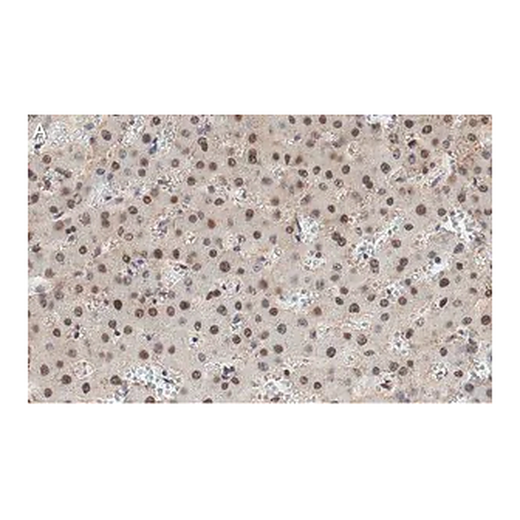 Merck Anti-HNF-4alpha Antibody, clone 4C19 ZooMAb Rabbit Monoclonal
