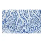 Merck Anti-AMPK alpha Antibody, clone 2D22, ZooMAb Rabbit Monoclonal