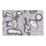 Merck Anti-RAR-alpha Antibody, clone 3L14, ZooMAb Rabbit Monoclonal