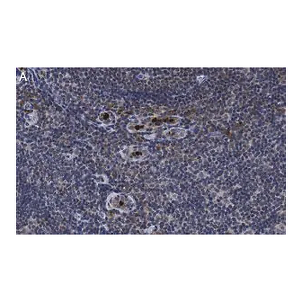 Merck Anti-PD-1 Antibody, clone 1F7 ZooMAb Rabbit Monoclonal