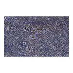 Merck Anti-PD-1 Antibody, clone 1F7 ZooMAb Rabbit Monoclonal