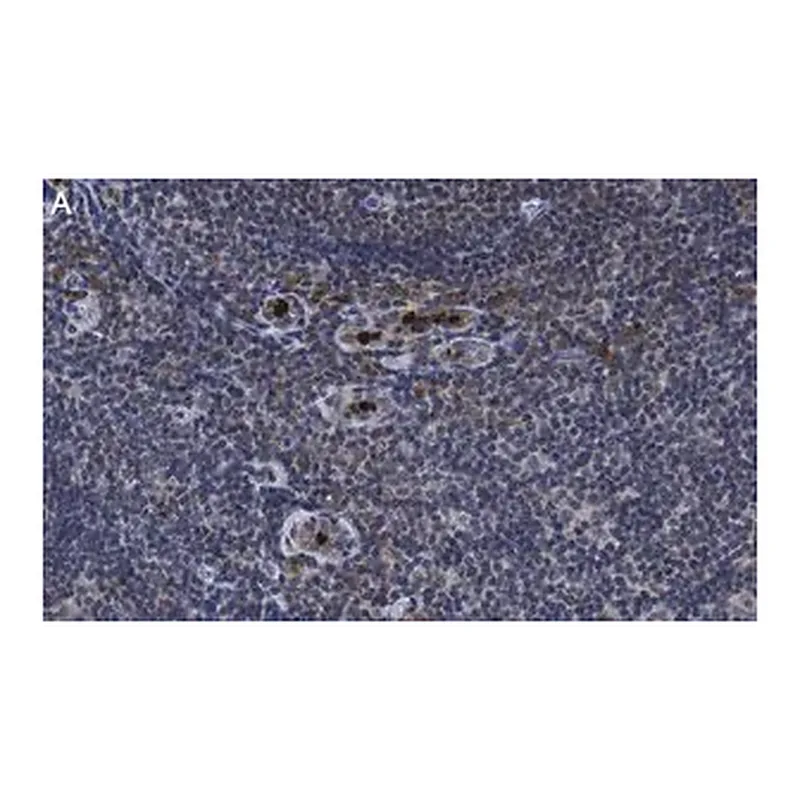 Merck Anti-PD-1 Antibody, clone 1F7 ZooMAb Rabbit Monoclonal