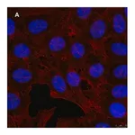 Merck Anti-GST Antibody, clone 5B8 , ZooMAb Rabbit Monoclonal