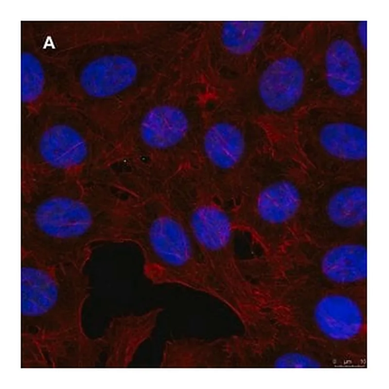 Merck Anti-GST Antibody, clone 5B8 , ZooMAb Rabbit Monoclonal