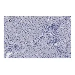 Merck Anti-LDL Receptor Antibody, clone 2N19, ZooMAb Rabbit Monoclonal