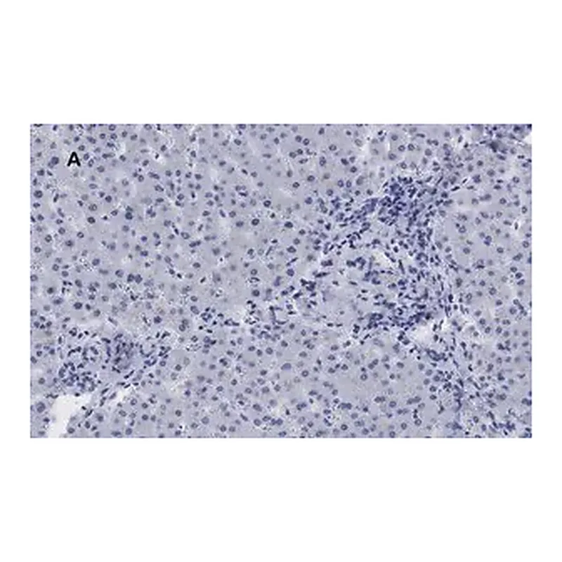 Merck Anti-LDL Receptor Antibody, clone 2N19, ZooMAb Rabbit Monoclonal