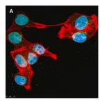 Merck Anti-DOCK11 Antibody, clone 1F11 ZooMAb Rabbit Monoclonal