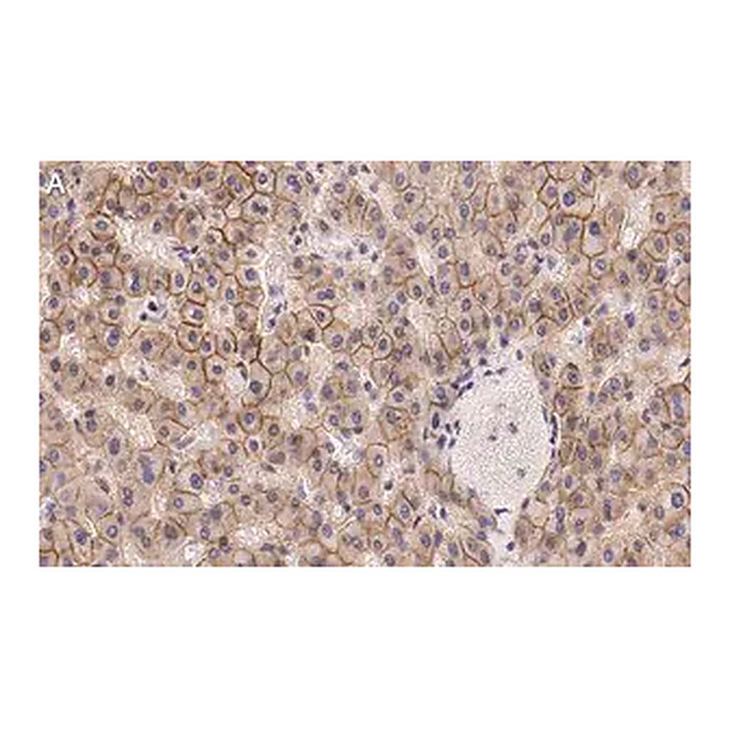 Merck Anti-N-Cadherin Antibody, clone 3H17 ZooMAb Rabbit Monoclonal