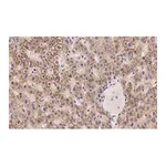 Merck Anti-N-Cadherin Antibody, clone 3H17 ZooMAb Rabbit Monoclonal
