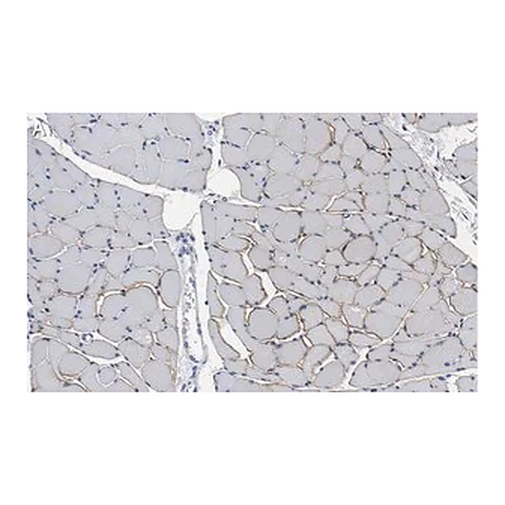 Merck Anti-Dystrophin Antibody, clone 2C6 (MANDYS106) ZooMAb Mouse Monoclonal