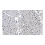 Merck Anti-Dystrophin Antibody, clone 2C6 (MANDYS106) ZooMAb Mouse Monoclonal