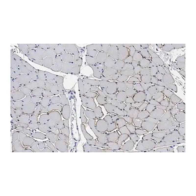Merck Anti-Dystrophin Antibody, clone 2C6 (MANDYS106) ZooMAb Mouse Monoclonal