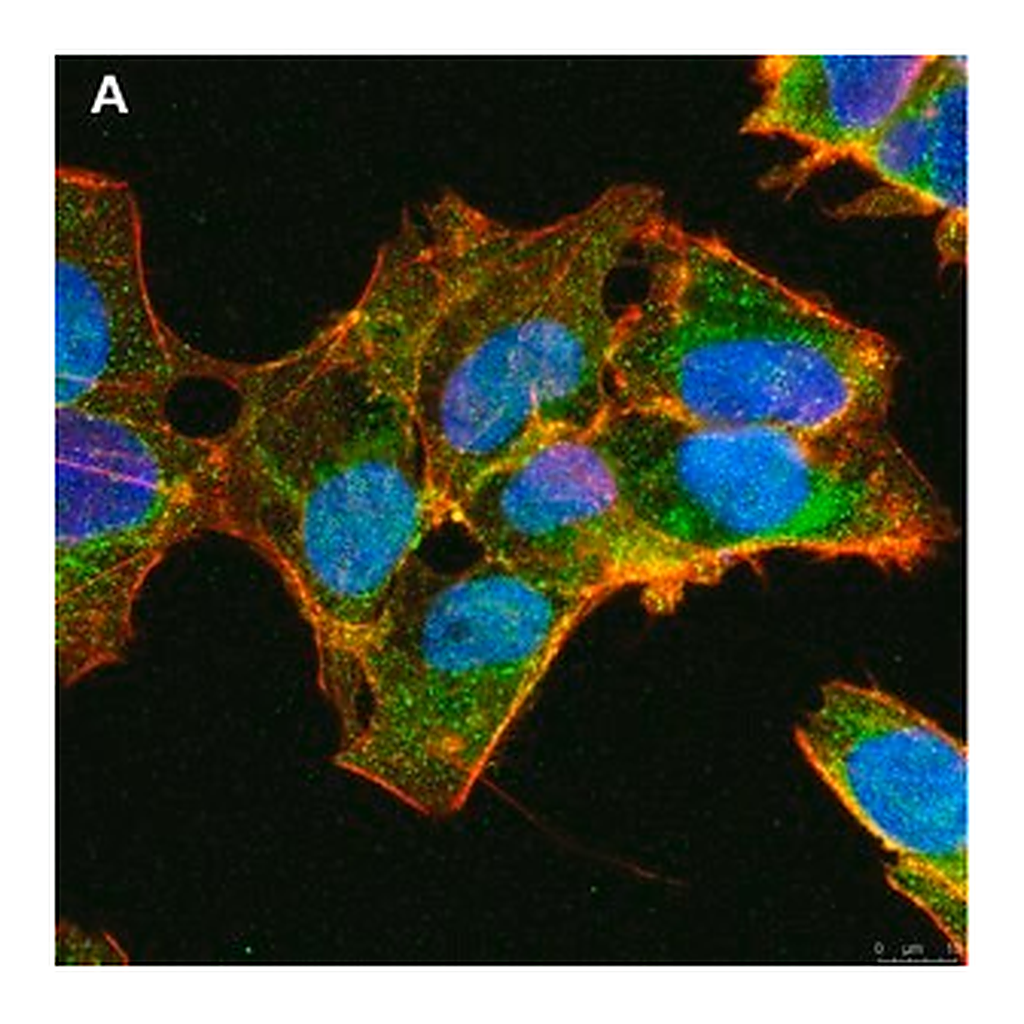 Merck Anti-ULBP-3 Antibody, clone 3C10 ZooMAb Rabbit Monoclonal