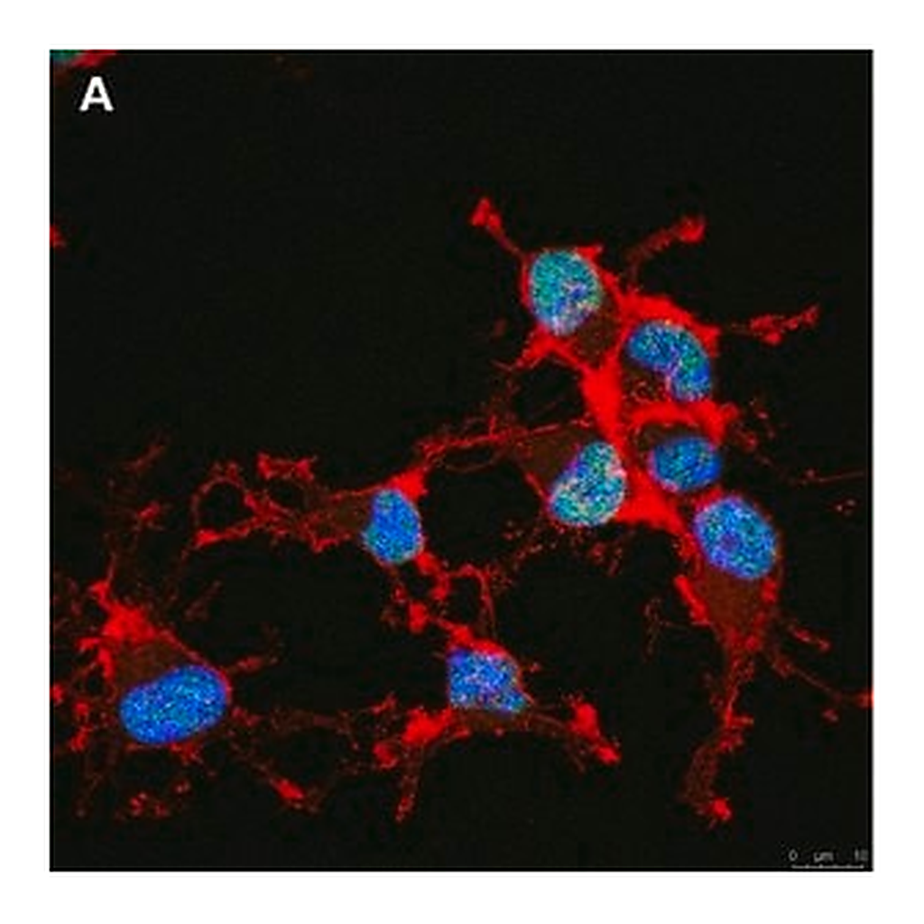 Merck Anti-Olig2 Antibody, clone 1K2 ZooMAb Rabbit Monoclonal