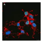 Merck Anti-Olig2 Antibody, clone 1K2 ZooMAb Rabbit Monoclonal
