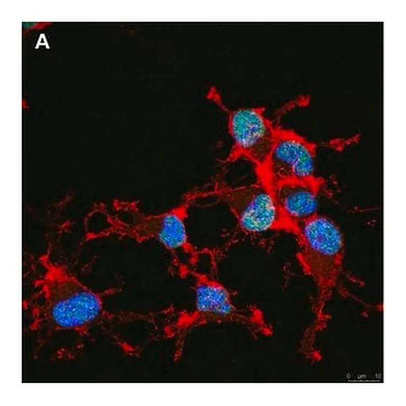 Merck Anti-Olig2 Antibody, clone 1K2 ZooMAb Rabbit Monoclonal