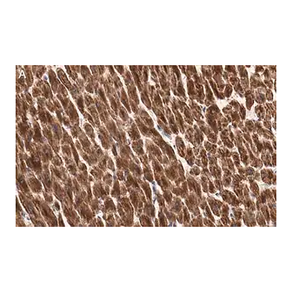 Merck Anti-Cytochrome c Antibody, clone 1M14 ZooMAb Rabbit Monoclonal