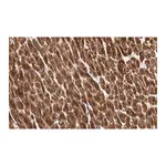 Merck Anti-Cytochrome c Antibody, clone 1M14 ZooMAb Rabbit Monoclonal