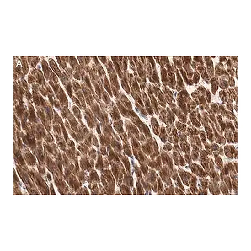 Merck Anti-Cytochrome c Antibody, clone 1M14 ZooMAb Rabbit Monoclonal