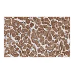 Merck Anti-Phospholamban Antibody, clone 4J16 , ZooMAb Rabbit Monoclonal