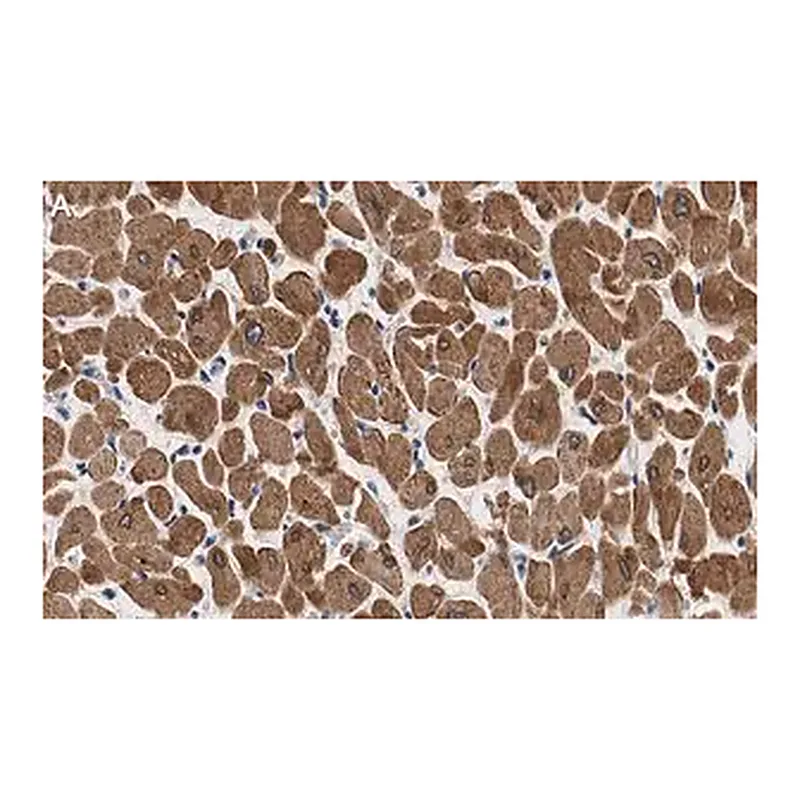 Merck Anti-Phospholamban Antibody, clone 4J16 , ZooMAb Rabbit Monoclonal