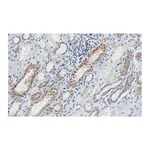 Merck Anti-STAT1 (isoform alpha) Antibody, clone 1D4 ZooMAb Rabbit Monoclonal