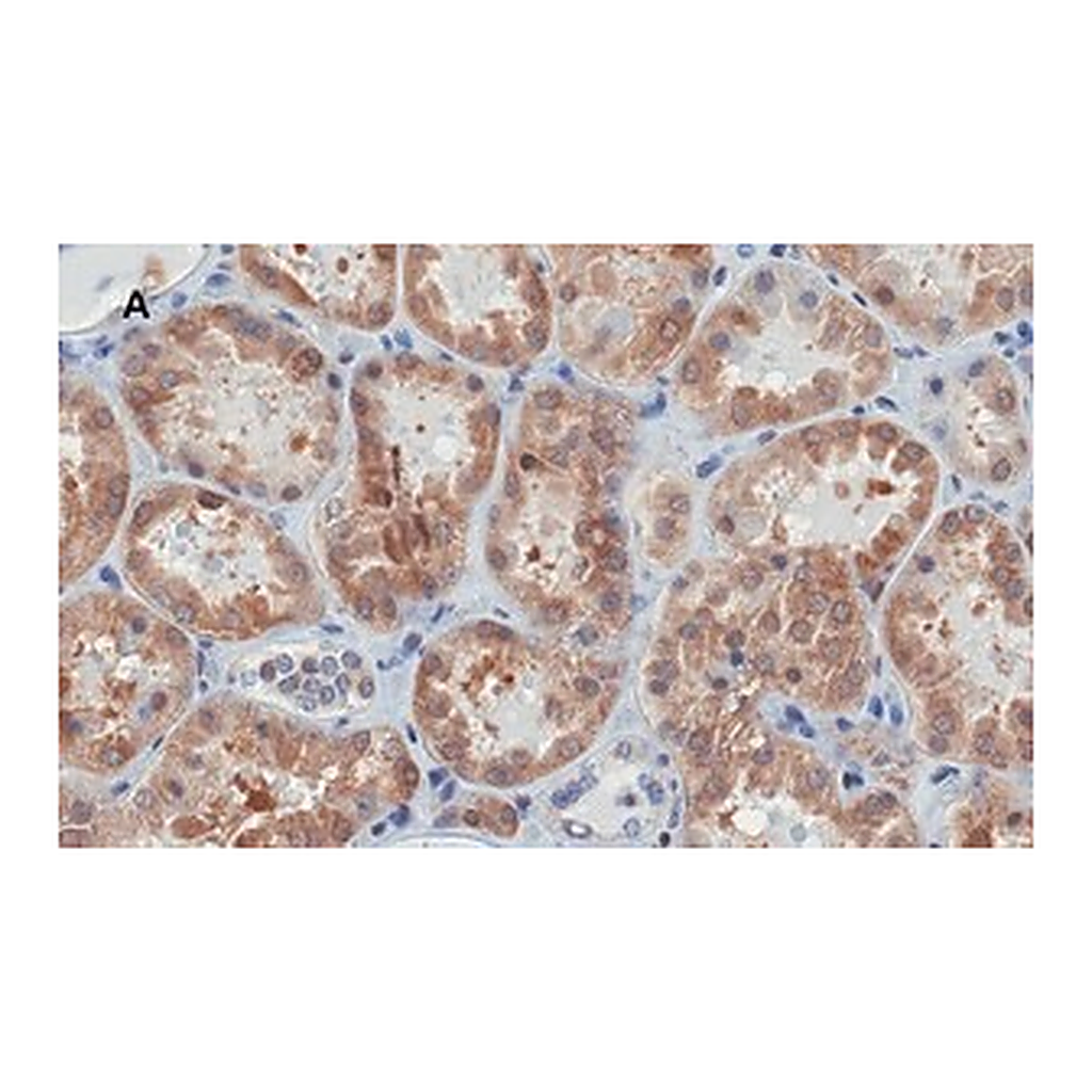 Merck Anti-Bax Antibody, clone 1C7, ZooMAb Rabbit Monoclonal