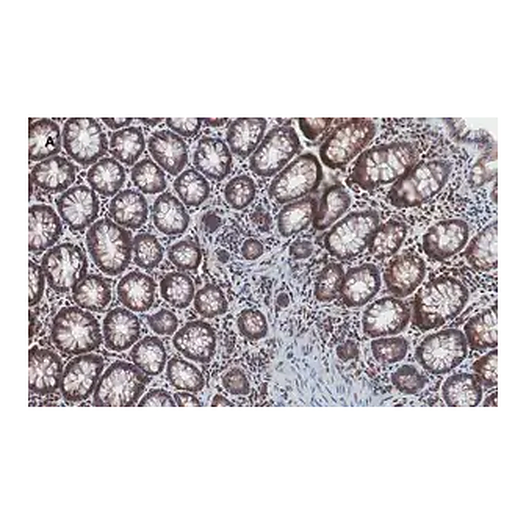 Merck Anti-Stat3 Antibody, clone 4N11, ZooMAb Rabbit Monoclonal