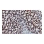 Merck Anti-Stat3 Antibody, clone 4N11, ZooMAb Rabbit Monoclonal
