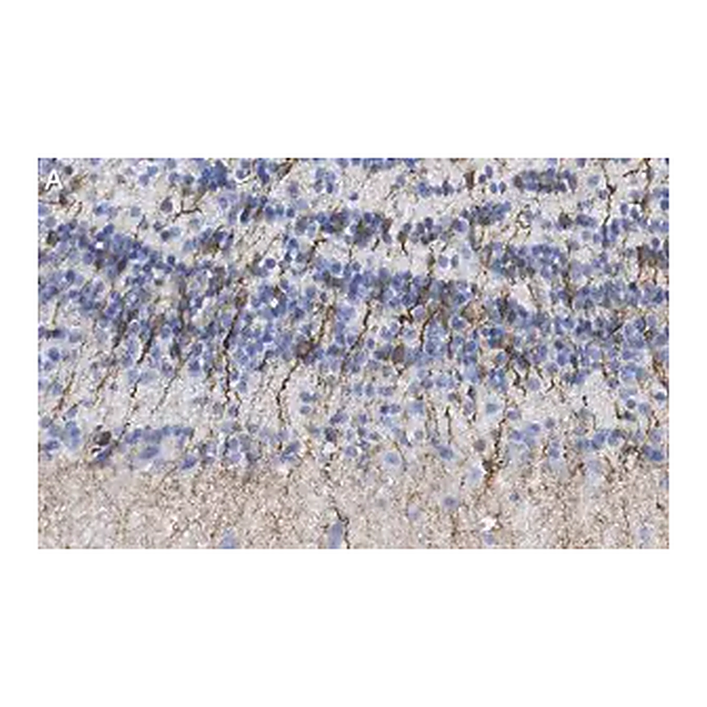 Merck Anti-Doublecortin Antibody, clone 3F11 ZooMAb Rabbit Monoclonal