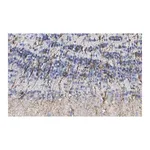 Merck Anti-Doublecortin Antibody, clone 3F11 ZooMAb Rabbit Monoclonal