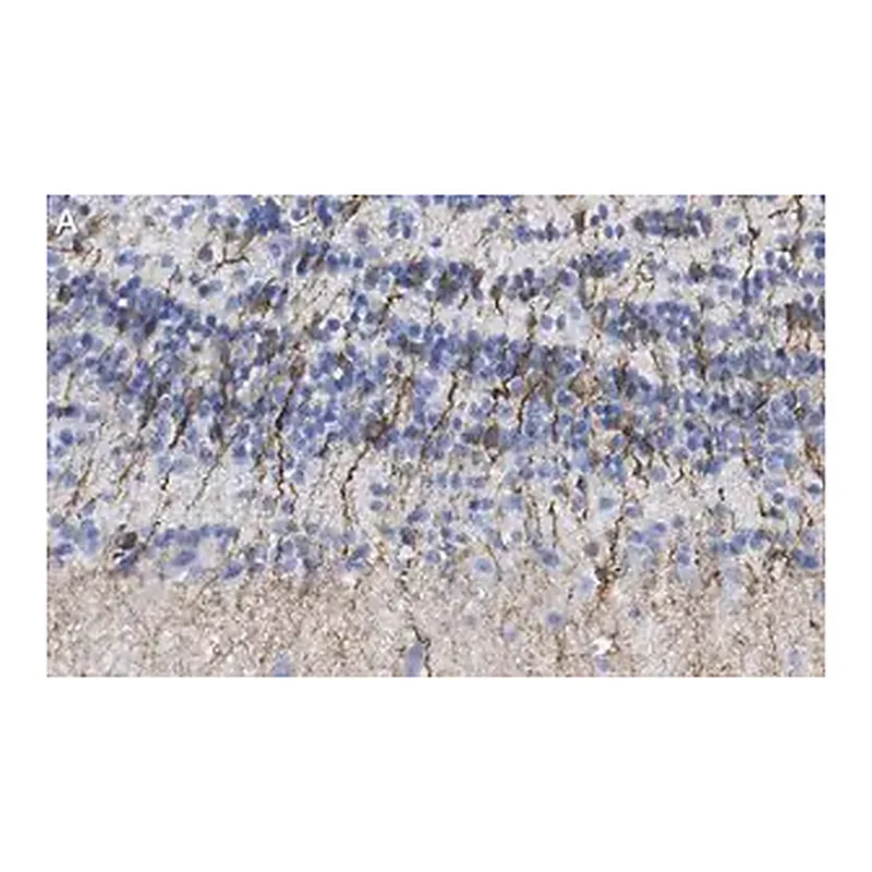 Merck Anti-Doublecortin Antibody, clone 3F11 ZooMAb Rabbit Monoclonal