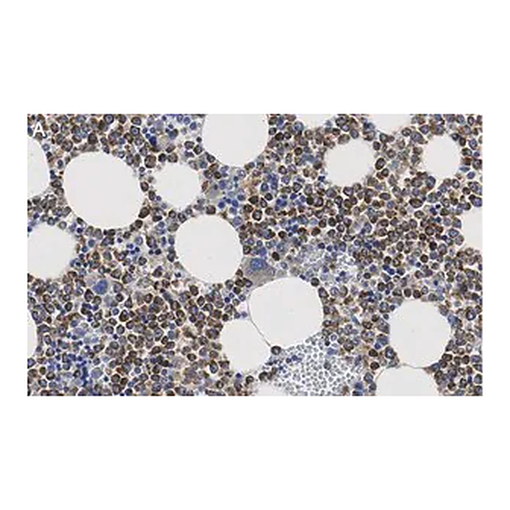 Merck Anti-CD63 Antibody, clone 3H6 ZooMAb Rabbit Monoclonal