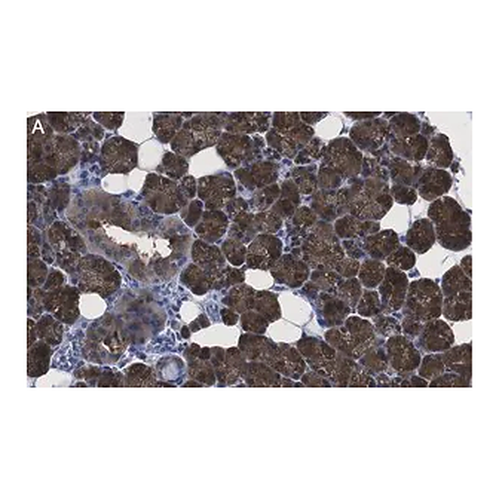 Merck Anti-ATG9A Antibody, clone 5B11, ZooMAb Rabbit Monoclonal
