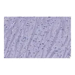 Merck Anti-Synaptophysin Antibody, clone 1G7, ZooMAb Rabbit Monoclonal