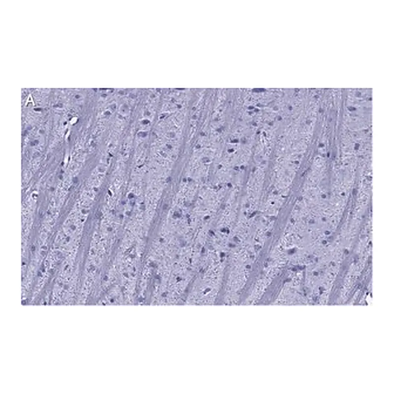 Merck Anti-Synaptophysin Antibody, clone 1G7, ZooMAb Rabbit Monoclonal