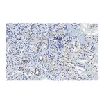 Merck Anti-CDK6 Antibody, clone 2J3 ZooMAb Rabbit Monoclonal